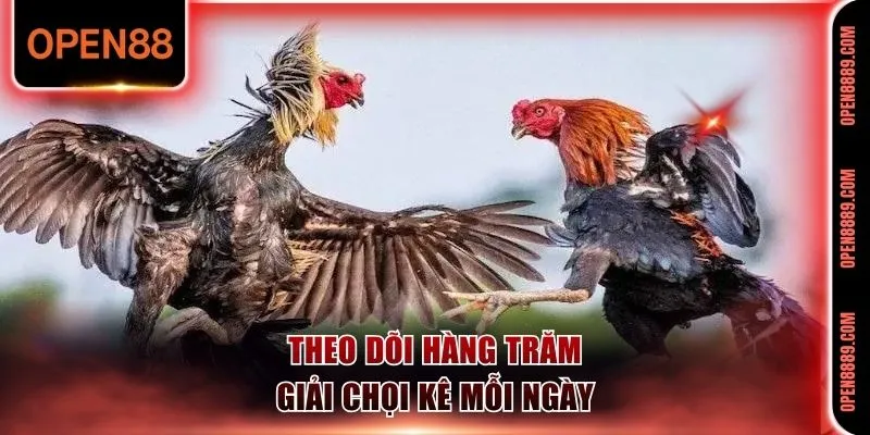 Theo dõi hàng trăm giải chọi kê mỗi ngày