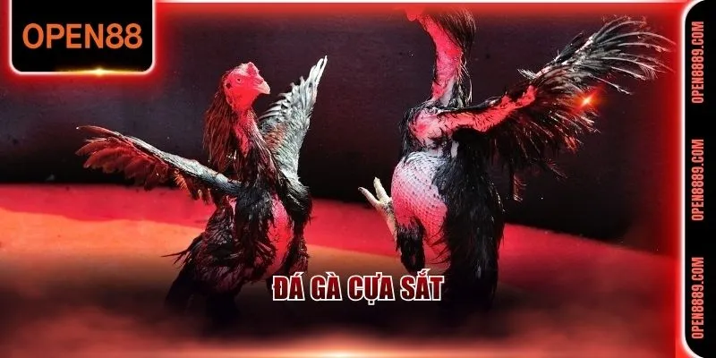 Đá gà cựa sắt cực kỳ hấp dẫn