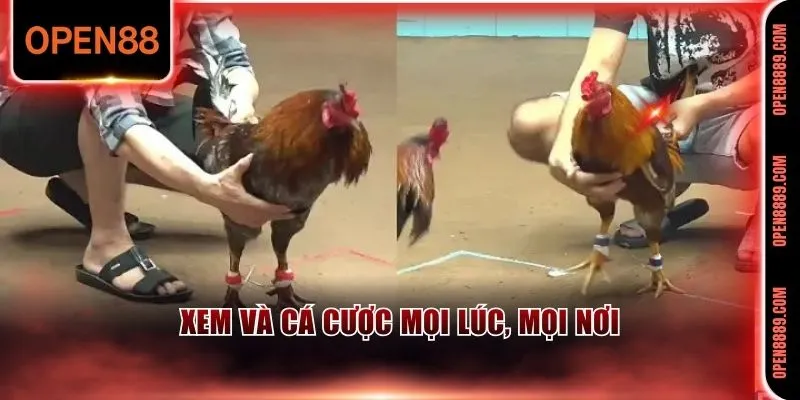 Xem và cá cược thuận tiện mọi lúc, mọi nơi 